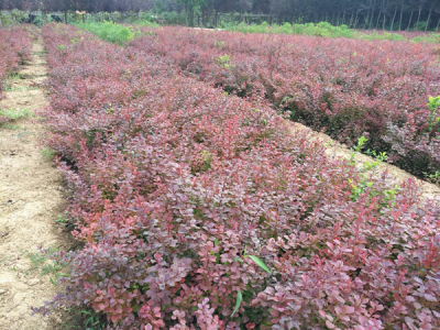 紅葉小檗什么時候栽植比較好？