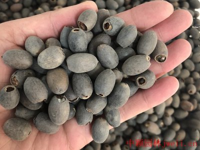 碗蓮怕干旱嗎？