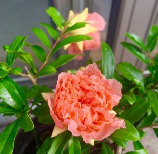 6月份移栽石榴樹能活嗎？