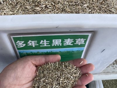 一般每公頃撒播草種多少斤？