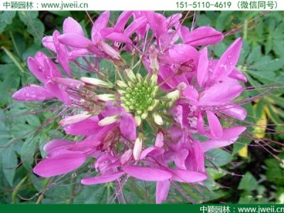 醉蝶花來年還能長出來嗎？