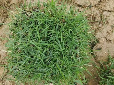 哪里有賣結縷草草坪籽？