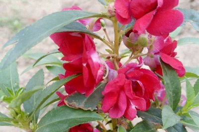 八仙花耐陰嗎？